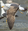 3cy graellsii LBBG in June, ringed in the Netherlands. (135385 bytes)